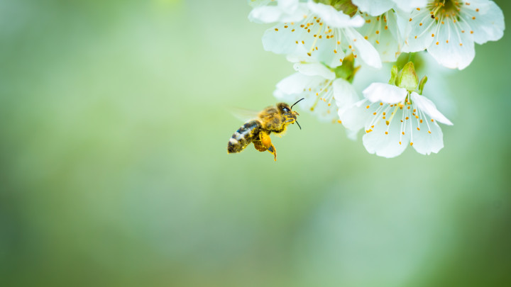 ape che impollina un fiore