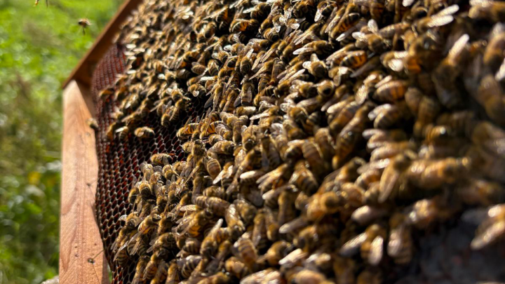 L’Oasi della Biodiversità del Gruppo Cassa Centrale - immagine 12