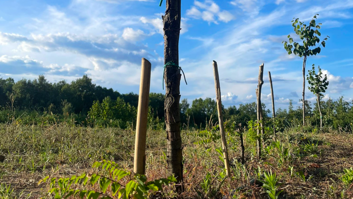 L’Oasi della Biodiversità del Gruppo Cassa Centrale - immagine 10